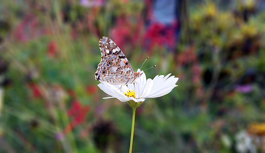 selective focus photography of painted lady butterfly perching on white flower thumbnail