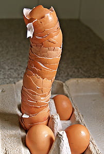 empty chicken egg shells on gray tray thumbnail