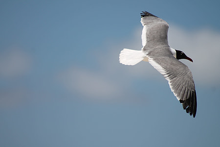 white and black beak bird flying thumbnail