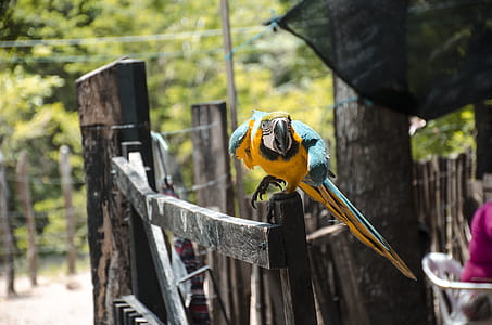 Close-Up Photography of Bird Perched on Wood thumbnail