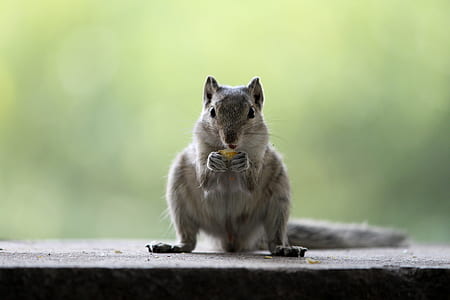 gray squirrel eating nut thumbnail