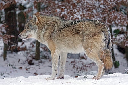 brown and grey wolf during daytime thumbnail