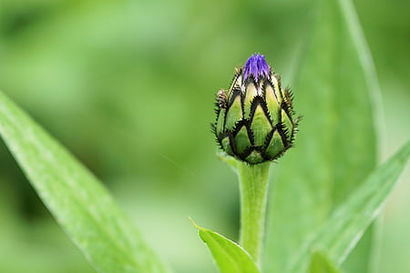 purple flower bud close up photo thumbnail