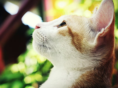 orange and white cat selective focal photo thumbnail
