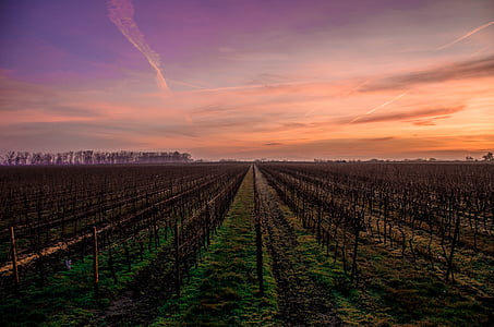 farming field under orange sky at daytime thumbnail