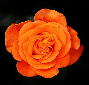 close-up photo of orange clustered flower thumbnail
