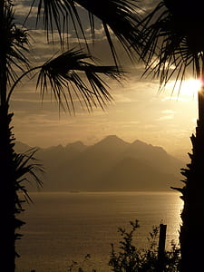 silhouette photography of coconut trees and mountain thumbnail