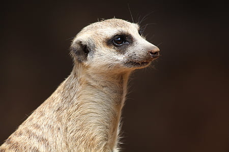 photo of brown meerkat thumbnail