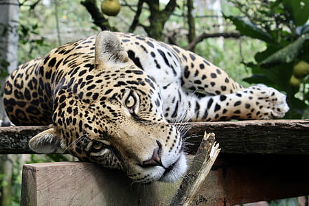 leopard lying on wood log thumbnail