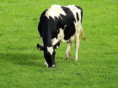 dairy cow standing on grass field thumbnail