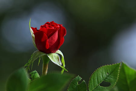 shallow focus photo of red rose thumbnail