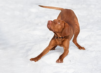 dog, hungarian vizsla, brown, snow, winter, purebred dog thumbnail