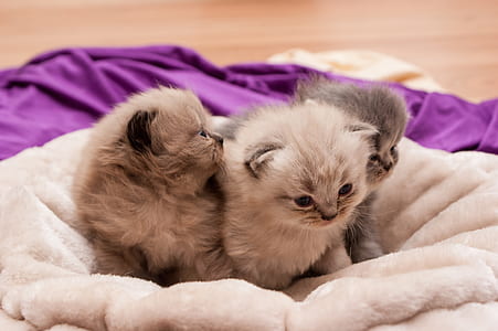 three short-fur beige kittens thumbnail