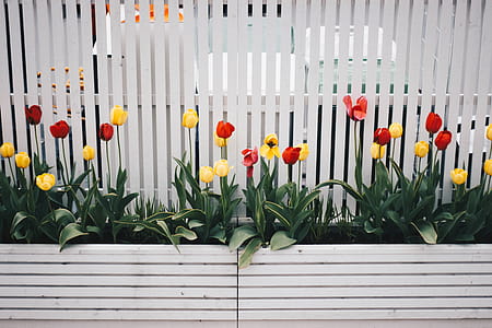 Yellow And Red Tulip Flower Plant Beside White Fence thumbnail