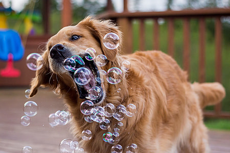 Golden retriever dog biting bubbles on air taken during daytime thumbnail