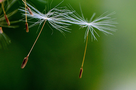 selective focus of two dandelions thumbnail