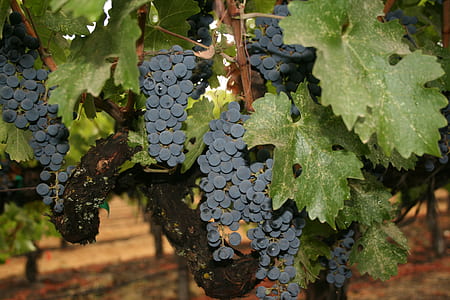 blue grapes closeup photography thumbnail