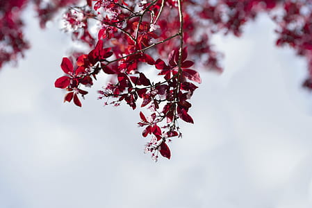 closeup photography of red leaf tree thumbnail