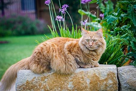 orange maine coon cat on brick thumbnail