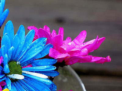pink and blue Daisy flower in closeup photography thumbnail