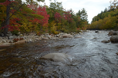 calm body of water surrounded by trees at daytim,e thumbnail