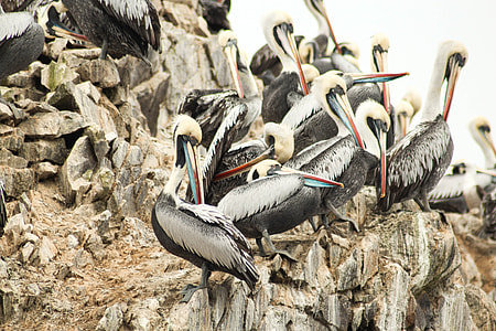 fowls on rock formation thumbnail