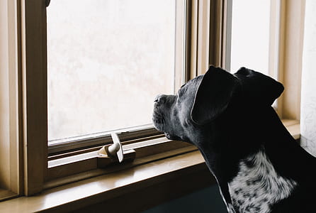 black and white American pit bull terrier watching on window pane close-up photo thumbnail