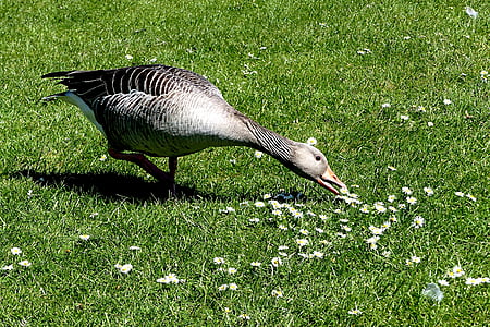 grey duck on green grass field thumbnail