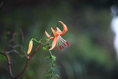 orange flower blooming during daytime thumbnail
