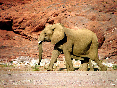 Elephant walking on field during daytime thumbnail