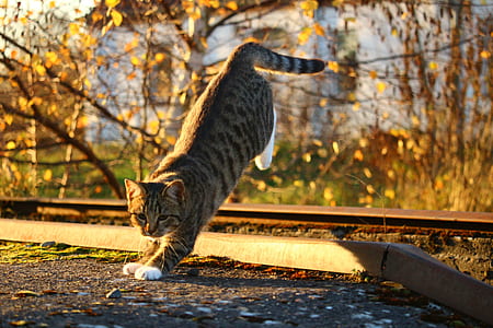 gray tabby cat jumped on ground thumbnail
