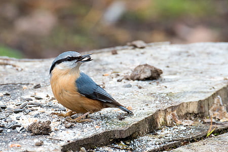 brown and black bird with seed on its beaks thumbnail
