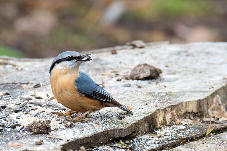 brown and black bird with seed on its beaks
