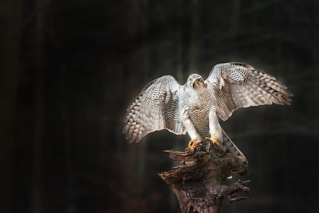 gray falcon grabbing tree branch photography during daytime thumbnail