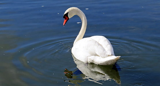 white swan on water at daytime thumbnail