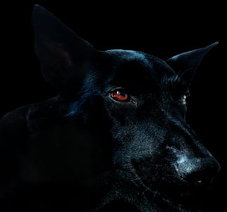 close-up photography of short-coated black dog thumbnail