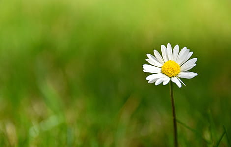 tilt shift lens photography of white and yellow flower thumbnail