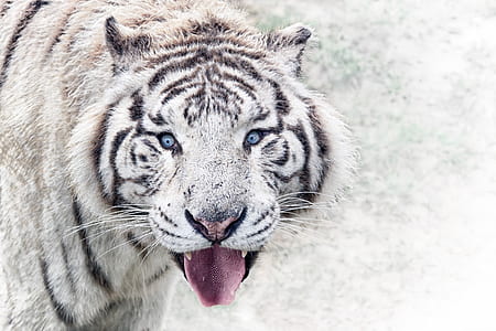 white and black tiger thumbnail