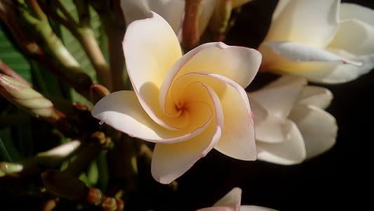 White Petal Flower thumbnail