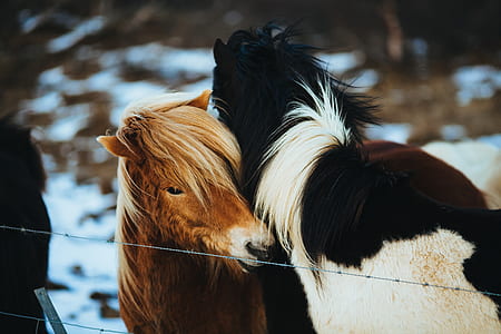cold, snow, winter, animals thumbnail