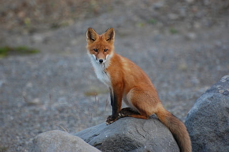 fox on rock thumbnail