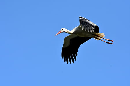 selective focus photography of flying bird thumbnail