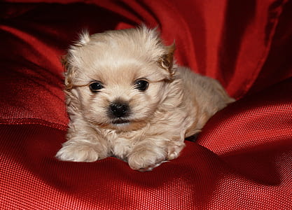 brown poodle puppy on sofa thumbnail