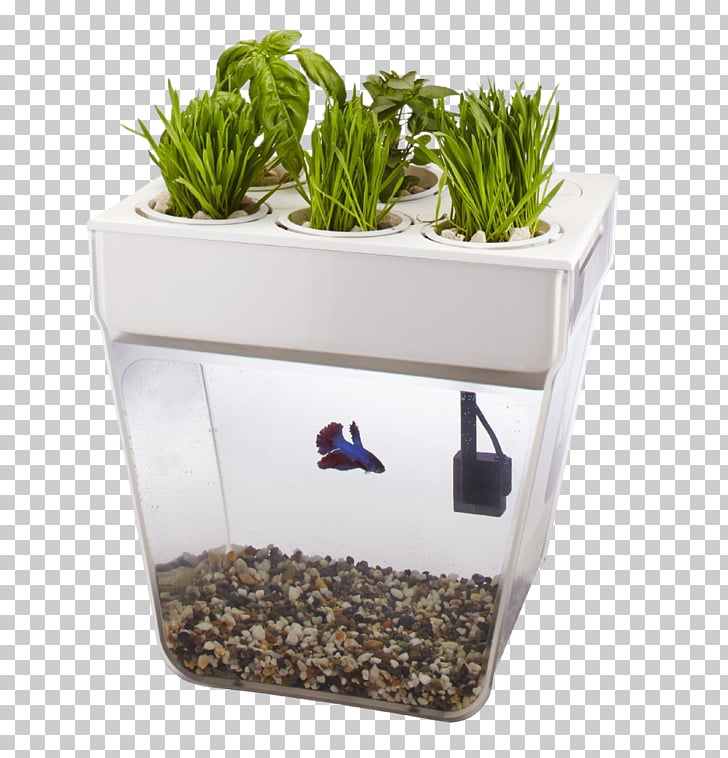 Aquaponics Back To The Roots Water Garden Back To The Roots Water