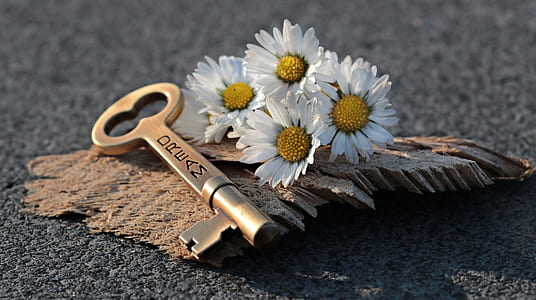 brown dream skeleton key beside four white Daisy flowers thumbnail