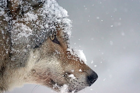 close-up of a wolf's face covered in snow thumbnail