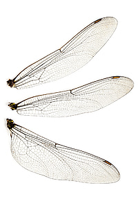 three insect wings thumbnail