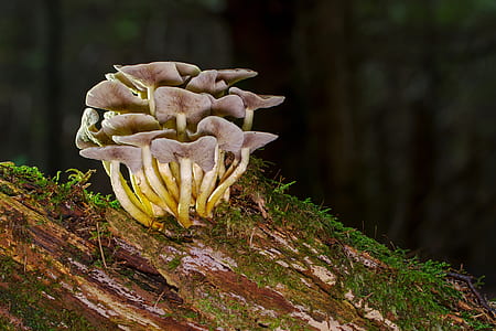 brown mushrooms on brown log selective-focus photography thumbnail