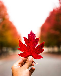 person holding red maple leaf thumbnail