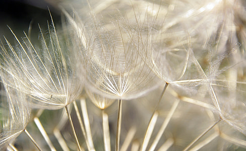 white dandelion at daytime thumbnail